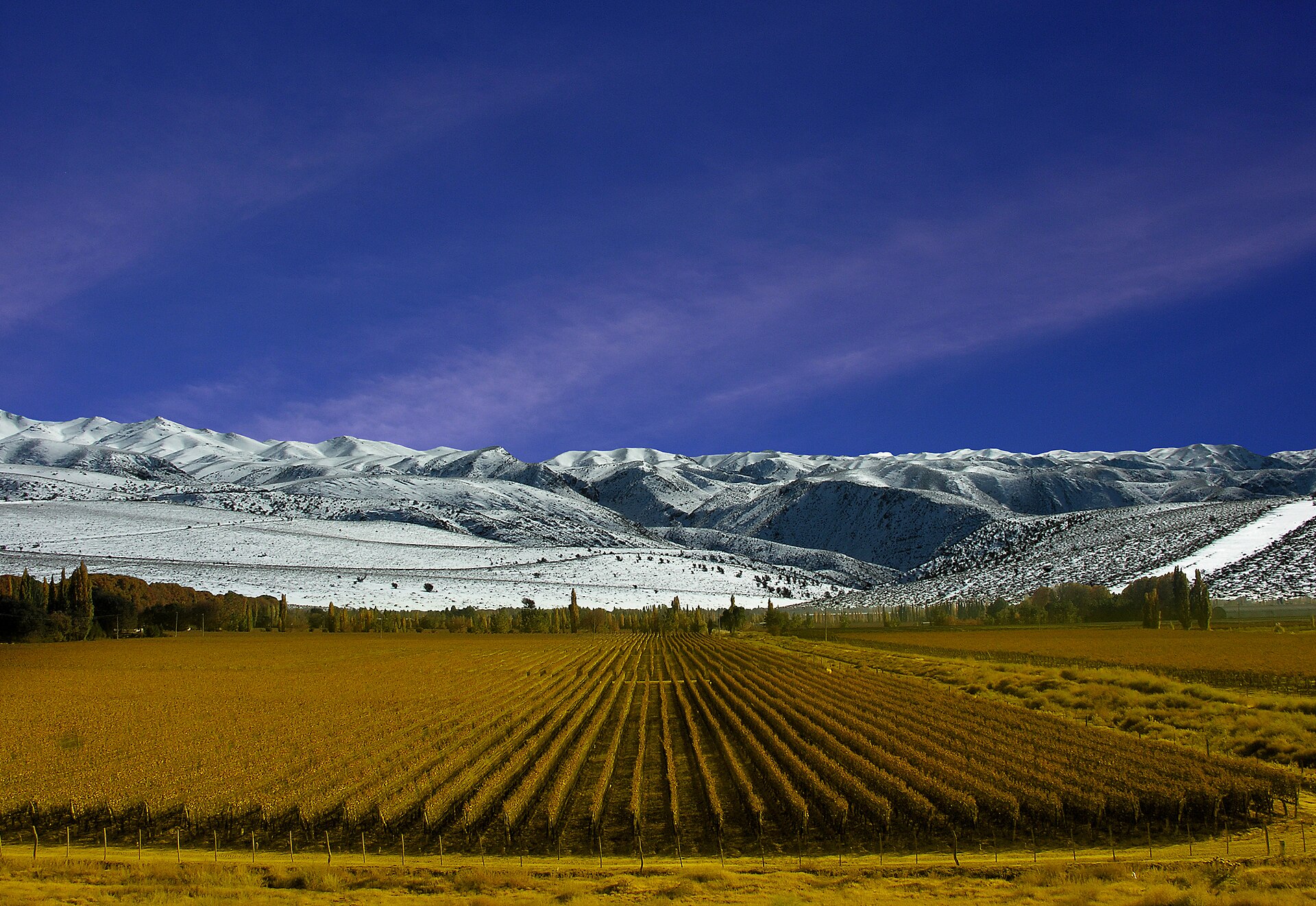 Viñedos